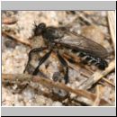 Lasiopogon cinctus - Raubfliege m01 10mm.jpg